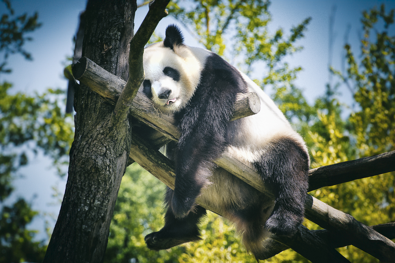Beauval